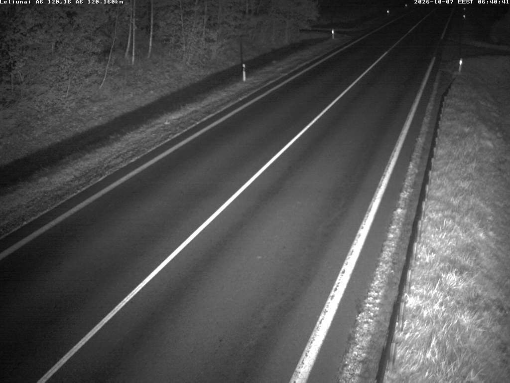 Leliūnai A6